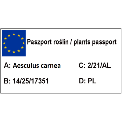 Kasztanowiec  Aesculus ×carnea  czerwony 'Briotii'